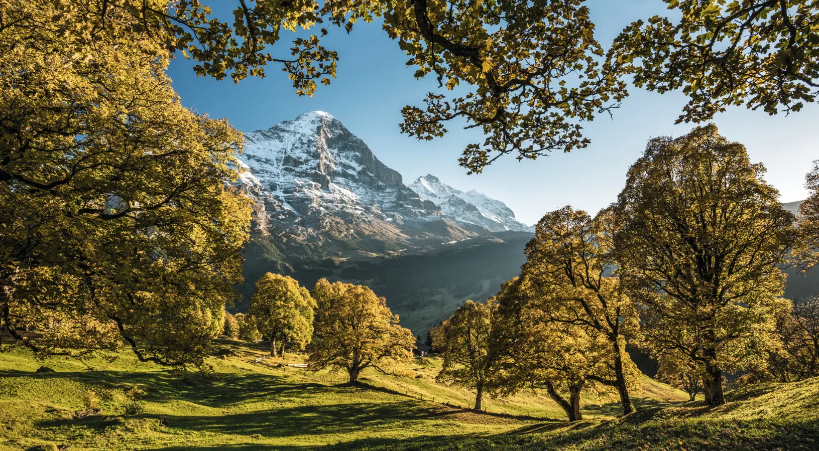 Rolling Swiss vineyards turning gold and red in autumn, set against clear mountain views, showing that the best time to visit Switzerland is during the crisp fall foliage season.